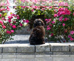 Small Photo #9 Miniature Australian Shepherd-Poodle (Toy) Mix Puppy For Sale in WARSAW, IN, USA