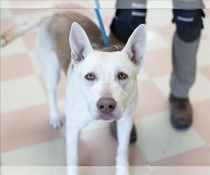 Siberian Husky-Unknown Mix Dogs for adoption in Martinez, CA, USA