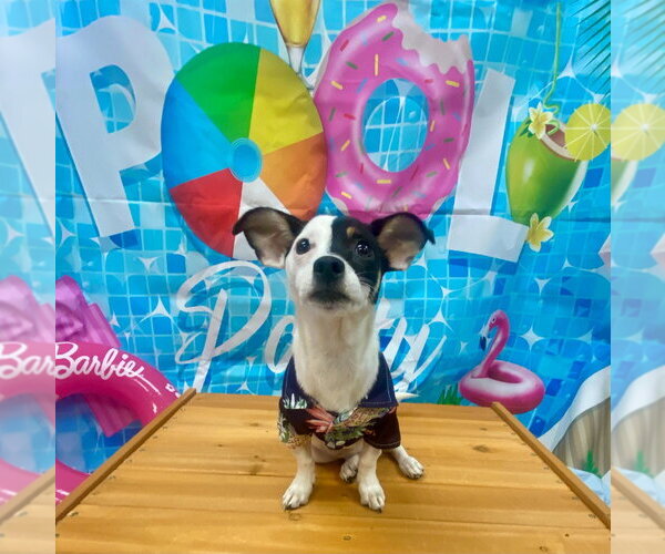 Medium Photo #1 Jack Russell Terrier-Unknown Mix Puppy For Sale in Bryant, AR, USA