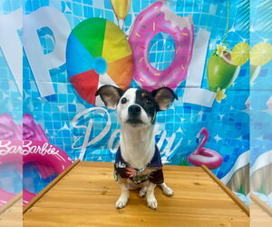 Jack Russell Terrier-Unknown Mix Dogs for adoption in Bryant, AR, USA