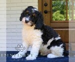 Small #1 Bernedoodle (Miniature)