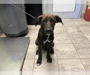 Labrador Retriever-Unknown Mix Dogs for adoption in Grand Prairie, TX, USA