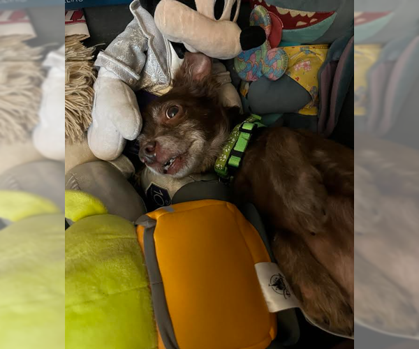 Medium Photo #5 Chihuahua-Unknown Mix Puppy For Sale in San Diego, CA, USA