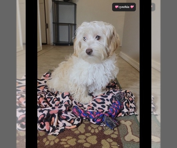 Medium Photo #3 Havapoo Puppy For Sale in TUCSON, AZ, USA