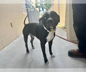 American Pit Bull Terrier-Catahoula Leopard Dog Mix Dogs for adoption in St. Cloud, FL, USA