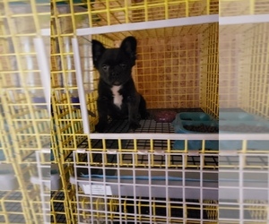 French Bulldog Dog for Adoption in LA VERGNE, Tennessee USA