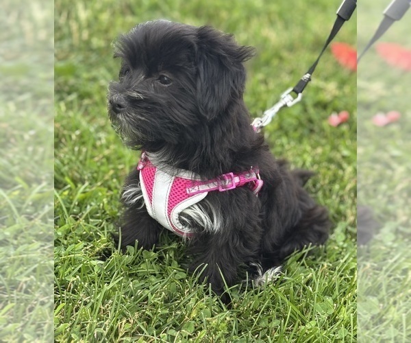 Medium Photo #8 Morkie Puppy For Sale in ROCK STREAM, NY, USA
