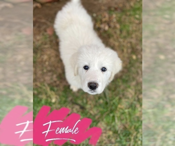 Full screen Photo #1 Great Pyrenees Puppy For Sale in JAMESTOWN, TN, USA