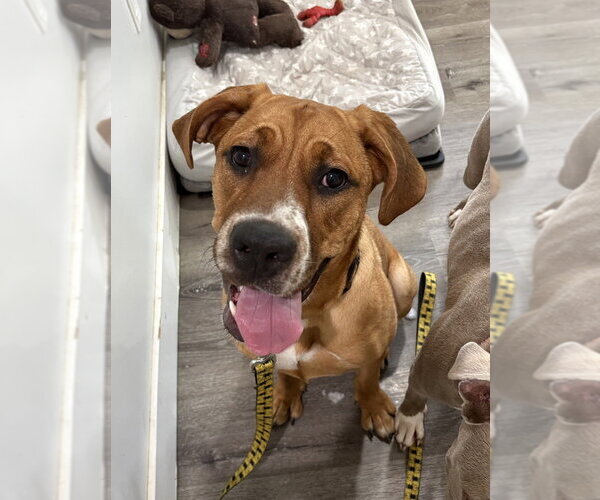 Medium Photo #9 Black Mouth Cur-Labrador Retriever Mix Puppy For Sale in Brewster, NY, USA