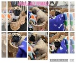 Small Photo #1 Mastiff Puppy For Sale in BRUCETON MILLS, WV, USA