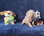 Small Photo #30 Weimaraner Puppy For Sale in NEWCASTLE, OK, USA