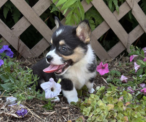 Pembroke Welsh Corgi Puppy for sale in THORP, WI, USA
