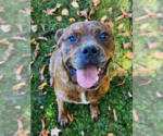 Small #27 American Staffordshire Terrier-Boxer Mix