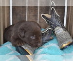Small Photo #36 Labrador Retriever Puppy For Sale in GREENWOOD, WI, USA