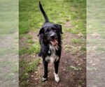 Small #3 Poodle (Standard) Mix