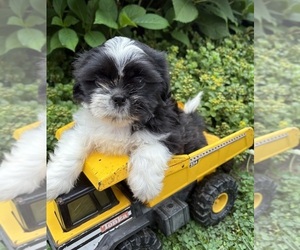 Shih Tzu Puppy for sale in MIDDLEBURY, IN, USA