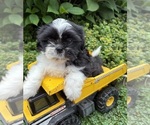 Image preview for Ad Listing. Nickname: Balto