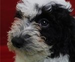 Small Photo #6 Poodle (Miniature) Puppy For Sale in PATERSON, NJ, USA