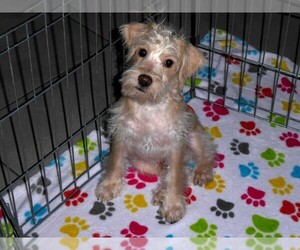 Schnoodle (Miniature) Puppy for sale in ORO VALLEY, AZ, USA
