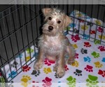 Small Schnoodle (Miniature)