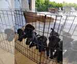 Small Photo #6 Labrador Retriever Puppy For Sale in CAPE CORAL, FL, USA