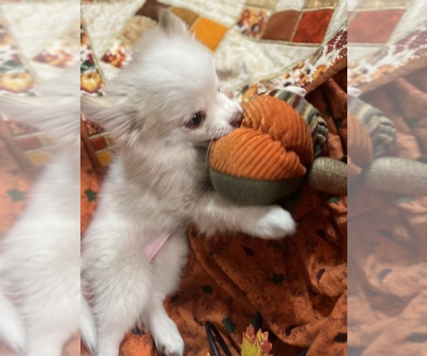 Medium Photo #6 Pomsky Puppy For Sale in GOLDEN VALLEY, AZ, USA