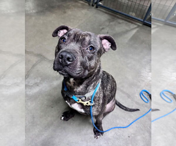 Medium Photo #1 American Pit Bull Terrier-Unknown Mix Puppy For Sale in Germantown, OH, USA