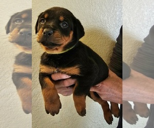 Rottweiler Puppy for sale in GOODING, ID, USA