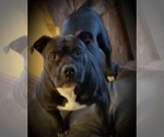 Small Photo #3 American Bully Puppy For Sale in COLUMBUS, OH, USA