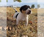 Puppy Puppy Quincy Jack Russell Terrier