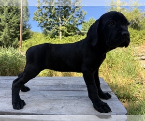 Medium Cane Corso