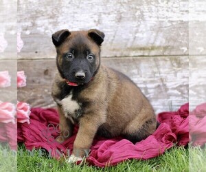 Belgian Malinois Puppy for sale in RONKS, PA, USA
