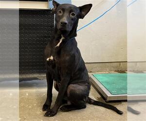 Labrador Retriever-Unknown Mix Dogs for adoption in Camarillo, CA, USA