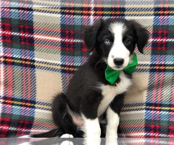 Medium Photo #3 Border Collie Puppy For Sale in CLAY, PA, USA