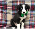 Small Photo #3 Border Collie Puppy For Sale in CLAY, PA, USA