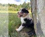 Small #4 Australian Shepherd