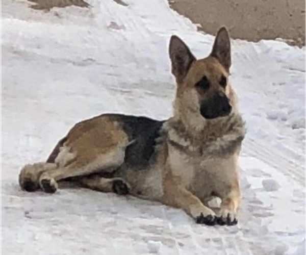 Medium Photo #1 German Shepherd Dog Puppy For Sale in BRIGHTON, CO, USA