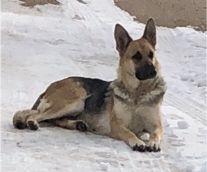 Mother of the German Shepherd Dog puppies born on 09/10/2025