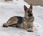 Small Photo #1 German Shepherd Dog Puppy For Sale in BRIGHTON, CO, USA