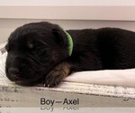Small Photo #1 German Shepherd Dog Puppy For Sale in OROFINO, ID, USA