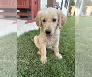 Golden Retriever Puppy for Sale in PAIGE, Texas USA
