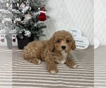 Small Photo #1 Cavapoo (Miniature) Puppy For Sale in GREENFIELD, IN, USA