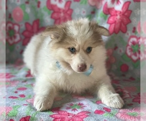 Border Collie-Pomsky Mix Puppy for sale in LANCASTER, PA, USA