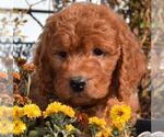 Small Photo #3 Goldendoodle Puppy For Sale in OMAHA, NE, USA