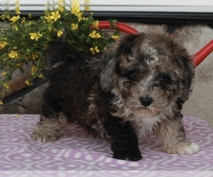Poodle (Miniature) Puppy for sale in FREDERICKSBURG, OH, USA