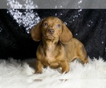 Small #3 Dachshund