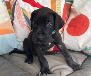 Great Dane Puppy for sale in MAITLAND, FL, USA