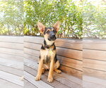 Small German Shepherd Dog Mix