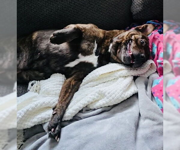 Medium Photo #3 American Pit Bull Terrier-Unknown Mix Puppy For Sale in Germantown, OH, USA