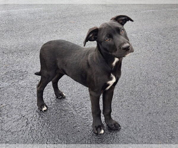 Medium Photo #1 Labrador Retriever-Unknown Mix Puppy For Sale in New Oxford , PA, USA